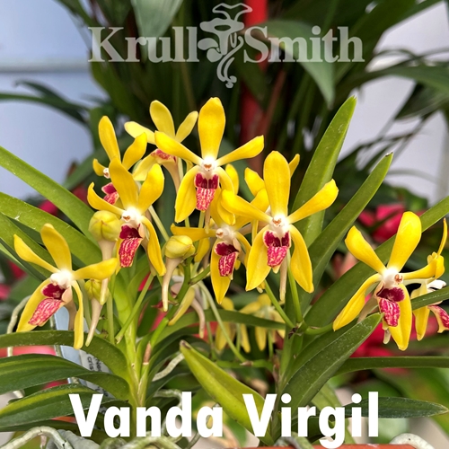 Vanda Virgil x Vanda falcata f. Hisui Seedling