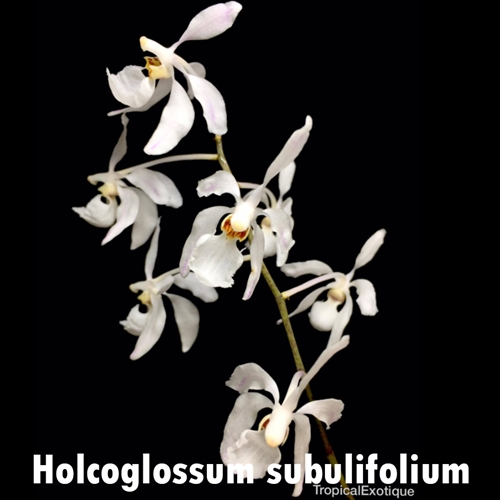Holcoglossum subulifolium x Vanda (barnesii x javierae) Seedling Parent 1