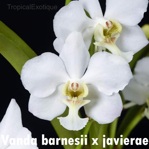Seedling Parent B Holcoglossum subulifolium x Vanda (barnesii x javierae) Seedling