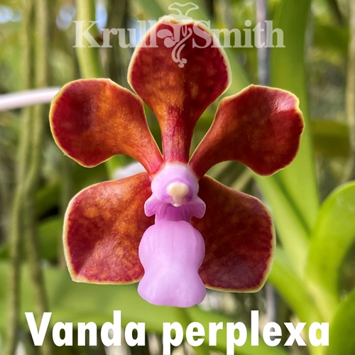 Vanda perplexa Seedling