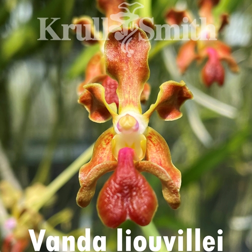 Vanda liouvillei Seedling