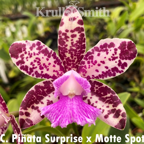 Cattleya Piñata Surprise x Motte Spot