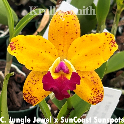 Cattleya Jungle Jewel x Rlc. SunCoast Sunspots