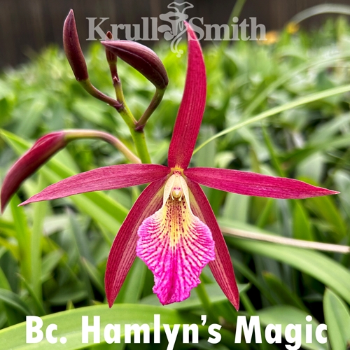 Bc. Hamlyn's Magic
