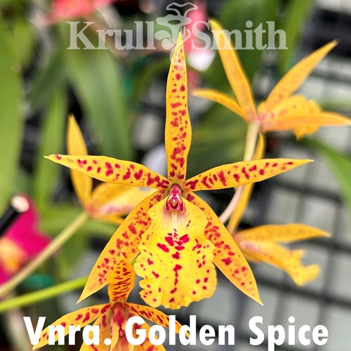 Vaughnara Golden Spice