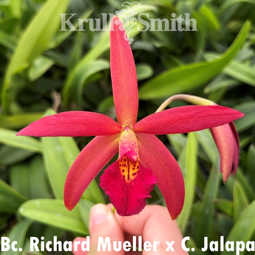Bc. Richard Mueller x Cattleya Jalapa