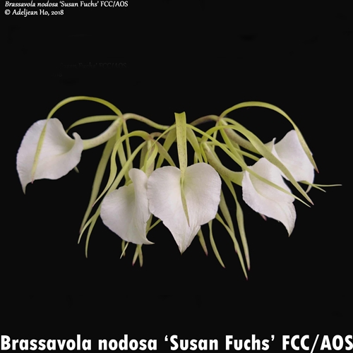 Brassavola nodosa ('Susan Fuchs' FCC/AOS x 'Joyce Weaver')