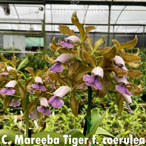 Cattleya Mareeba Tiger f. coerulea (2155) (Dug Ups)