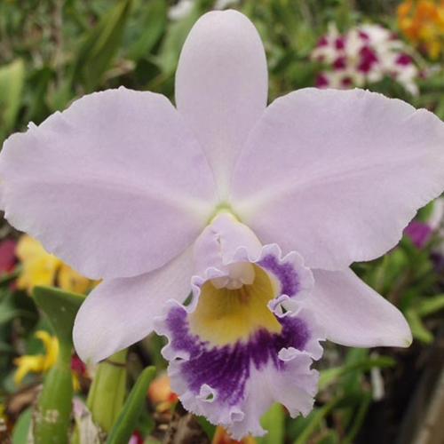 Cattleya Indigo Valentine x Cattleya Cornelia (Dug Ups) Parent 2