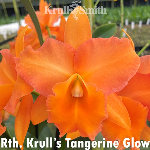 Rth. Krull's Tangerine Glow x Rth. Krull's Happy Harold (2361) (Dug Ups)