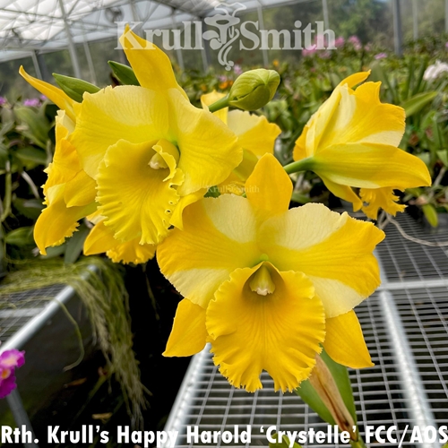Seedling Parent B Rth. Krull's Tangerine Glow x Rth. Krull's Happy Harold (2361) (Dug Ups)