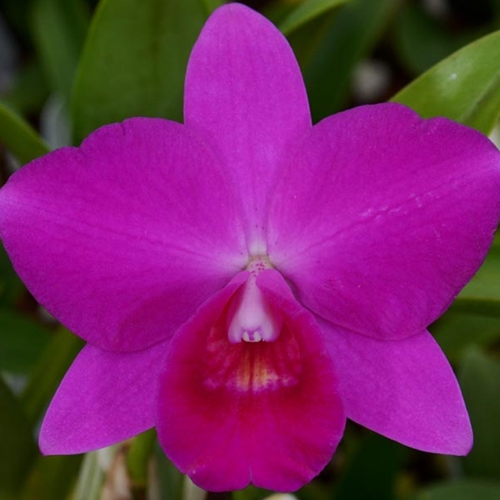 Cattleya Purple Doll x Rlc. Diana's Rubies (Dug Ups)