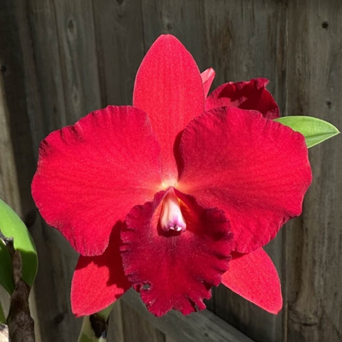 Seedling Parent B Cattleya Purple Doll x Rlc. Diana's Rubies (Dug Ups)