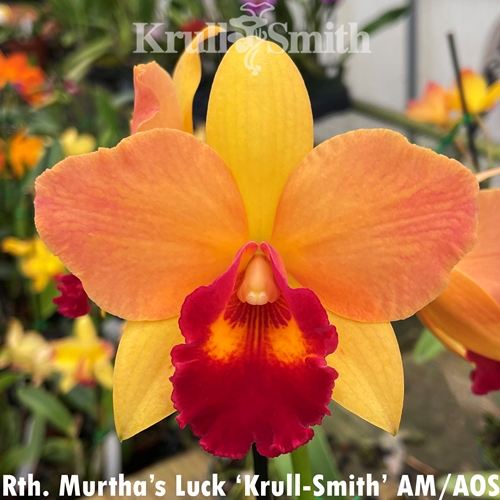 Seedling Parent B Rth. Tropical Upgrade x Rth. Murtha's Luck (Dug Ups)