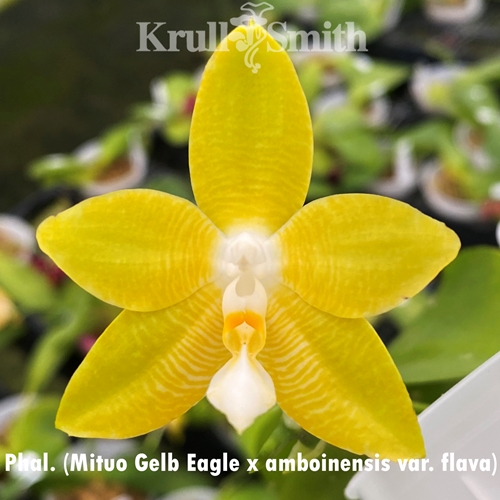 Phal. Mituo Gelb Eagle x amboinensis var. flava