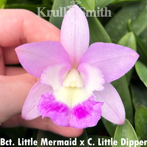 Bct. Little Mermaid x Cattleya Little Dipper (Dug Ups)