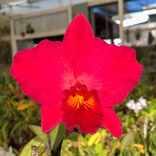 Cattleya Circle of Life x Rth. Kaboom (Dug Ups) Parent 1