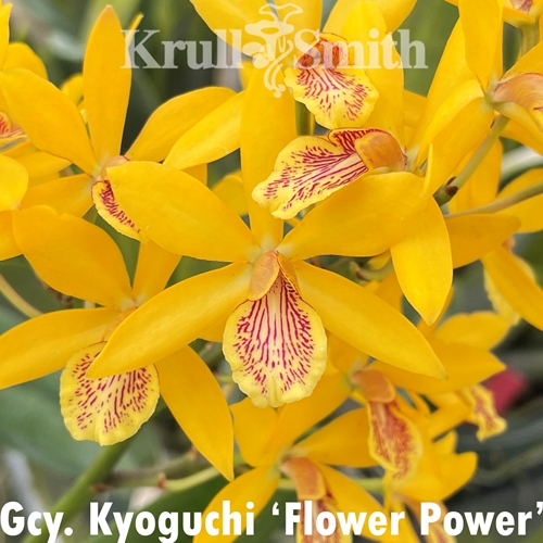 Gcy. Kyoguchi (2369) (Dug Ups)