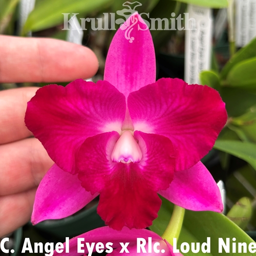 Cattleya Angel Eyes x Rlc. Cloud Nine