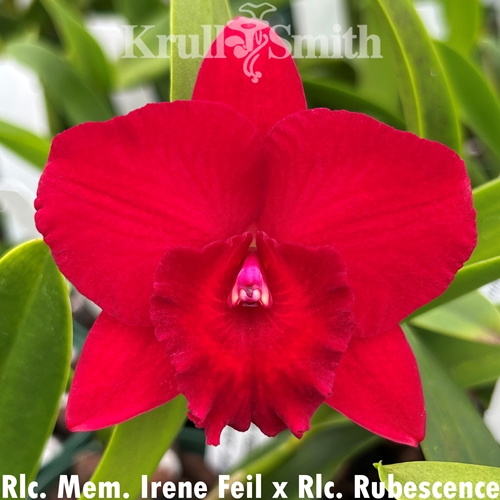 Rlc. Mem. Irene Feil x Rlc. Rubescence