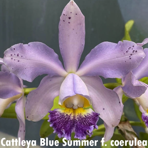 Seedling Parent B Cattleya Leoloddsiglossa x Blue Summer