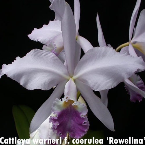 Cattleya warneri f. coerulea x sincorana f. coerulea