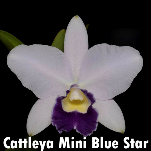 Cattleya Mini Blue Star x Indigo Valentine