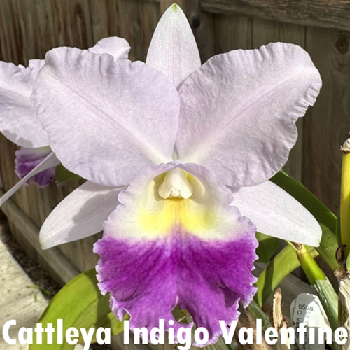 Seedling Parent B Cattleya Mini Blue Star x Indigo Valentine
