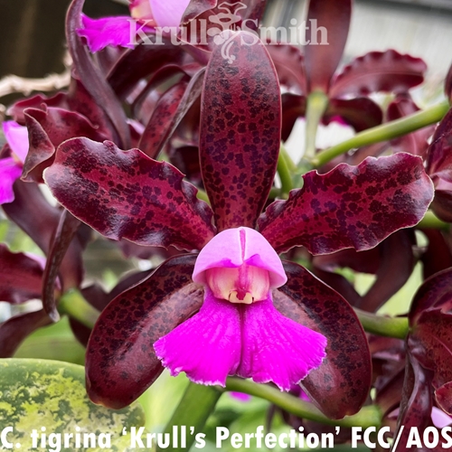 Cattleya tigrina x Cattleya violacea (2227)