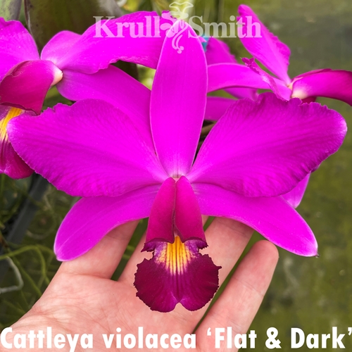 Seedling Parent B Cattleya tigrina x Cattleya violacea (2227)