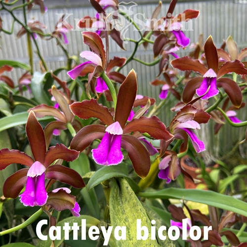 Cattleya Anta (2323) Parent 1