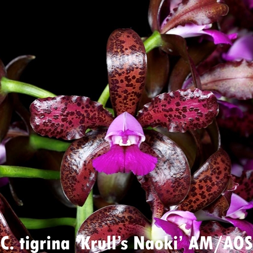 Seedling Parent B Cattleya Anta (2323)