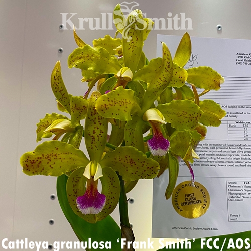 Seedling Parent B Cattleya aclandiae x granulosa (2102)