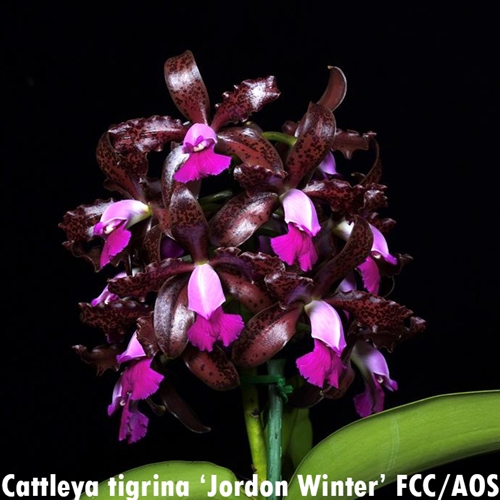 Cattleya Chamberlainiana (2378)