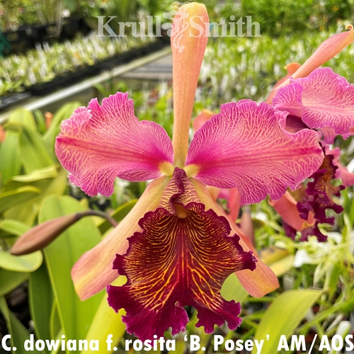 Seedling Parent B Cattleya Chamberlainiana (2378)