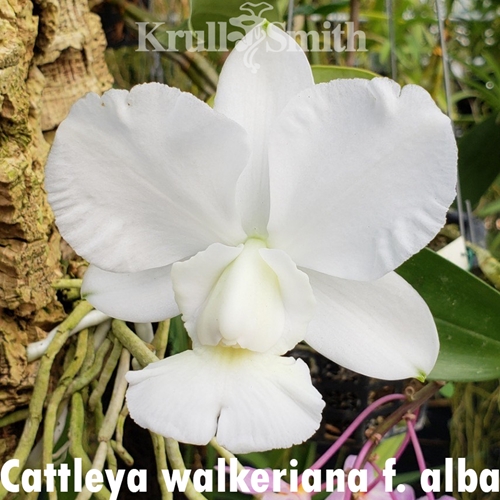 Cattleya Measuresiana (2324) Parent 1