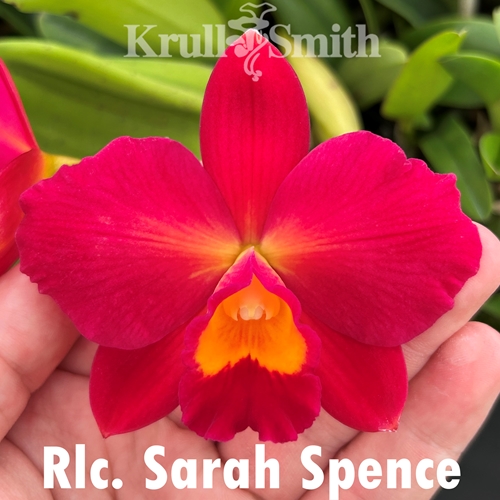 Christmas Cattleya 12-Pack*