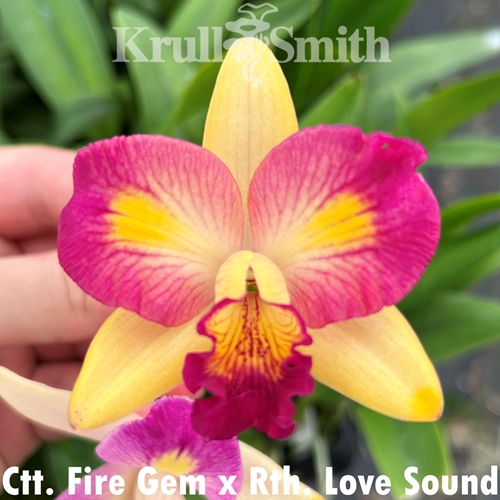 Christmas Cattleya 12-Pack*