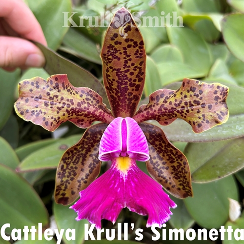 Christmas Cattleya 12-Pack*