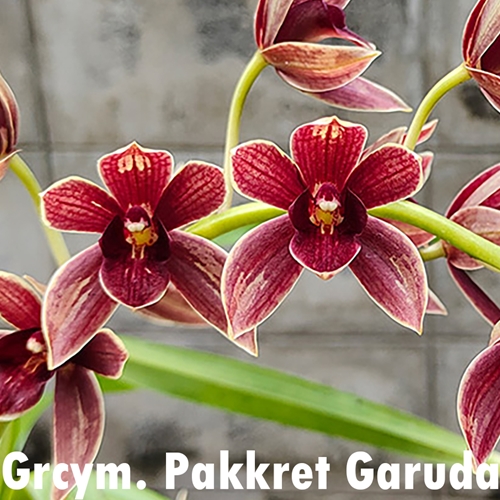 Grammatocymbidium Pakkret Garuda x Grammatophyllum Jumbo Grand Parent 1