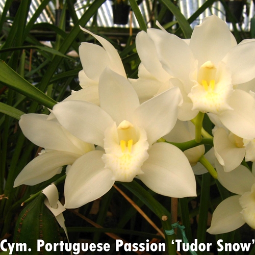 Cymbidium Portuguese Passion x devonianum