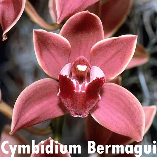 Cymbidium Bermagui
