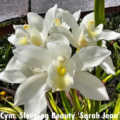 Cymbidium Sleeping Beauty x devonianum Parent 1