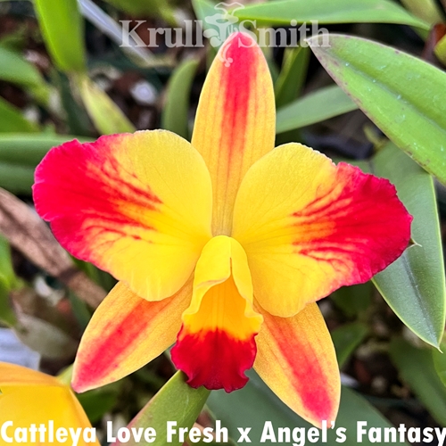 Cattleya Love Fresh x Angel Eyes