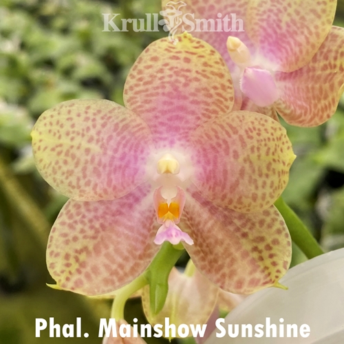 Phal. Mainshow Sunshine