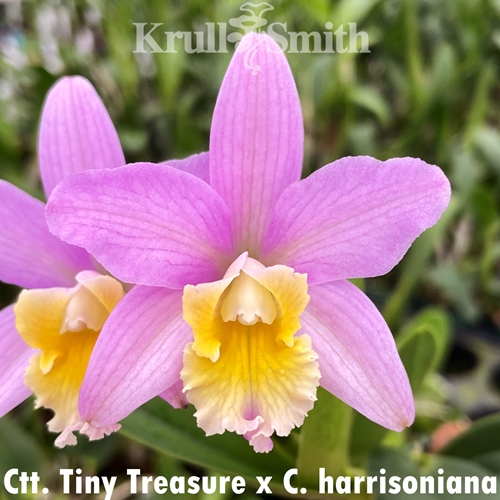 Ctt. Tiny Treasure x Cattleya harrisoniana