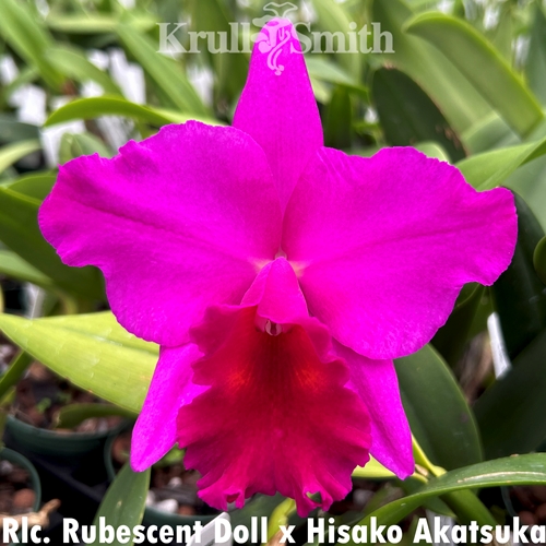 Rlc. Rubescent Doll x Hisako Akatsuka
