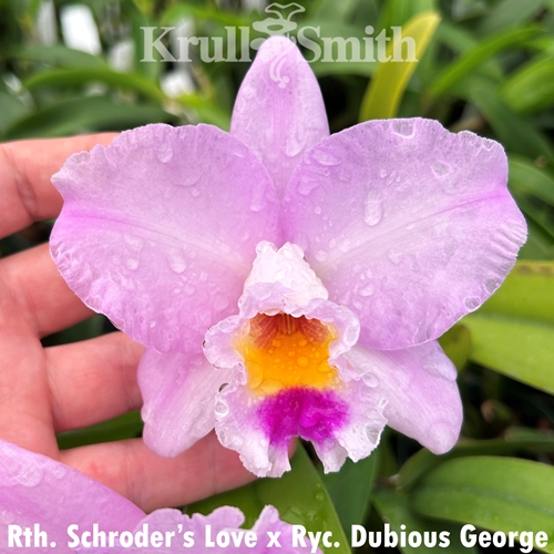 Rlc. Schroder's Love x Ryc. Dubious George