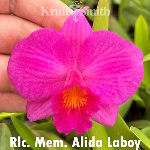 Rlc. Mem. Alida Laboy