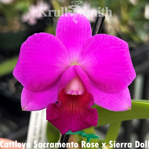 Cattleya Sacramento Rose x Sierra Doll